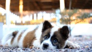 Stop Your Dog from Barking at Their Reflection in Water