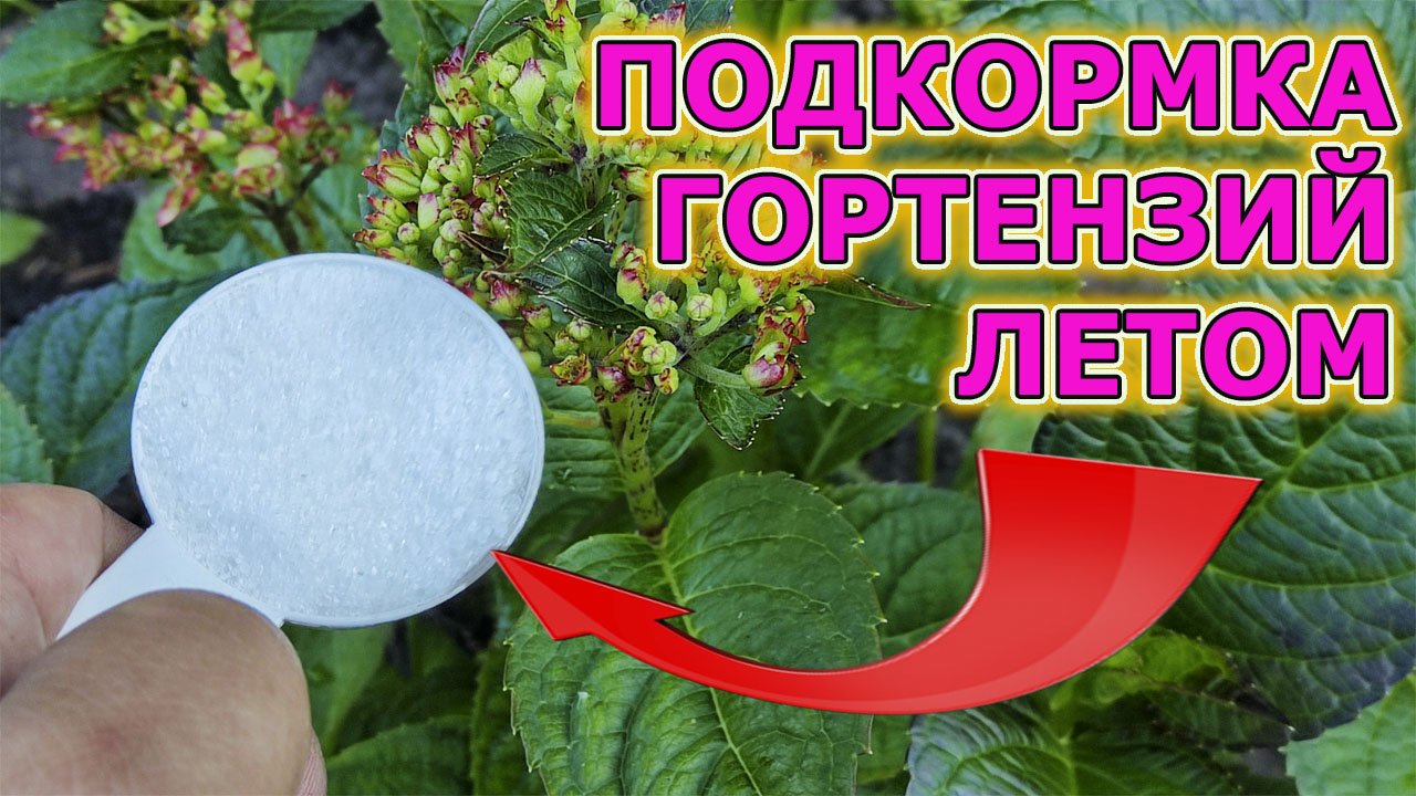 Подкормка гортензии для обильного цветения и от пожелтения листьев
