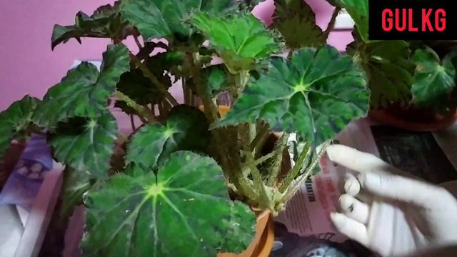 Бегония смотреть онлайн