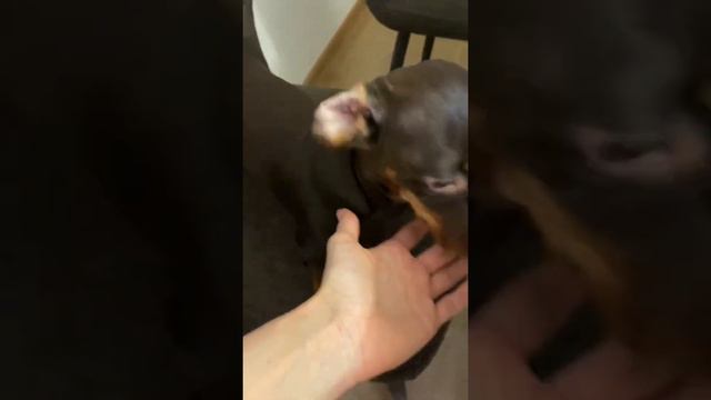 САМЫЕ ДЛИННЫЕ ТАКСЯЧЬИ УШИ И ХВОСТ смотреть онлайн