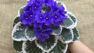 Фиалка Optimara Modesty, обзор сорта