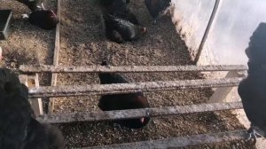 Маран чёрно медный