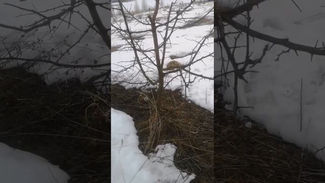 Обрезка и прививка местной дикой яблони смотреть онлайн