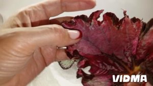 Посылка с новинками бегоний