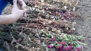КАК ПОСЕЯТЬ АСТРЫ ПОД ЗИМУ БЕЗ ЗАМОРОЧЕК ПРОСТОЙ СПОСОБ как посадить под зиму в открытый грунт.mp4