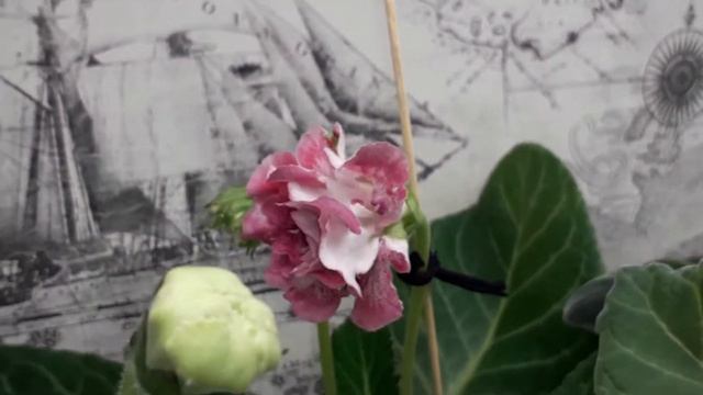 Цветение глоксиний смотреть онлайн