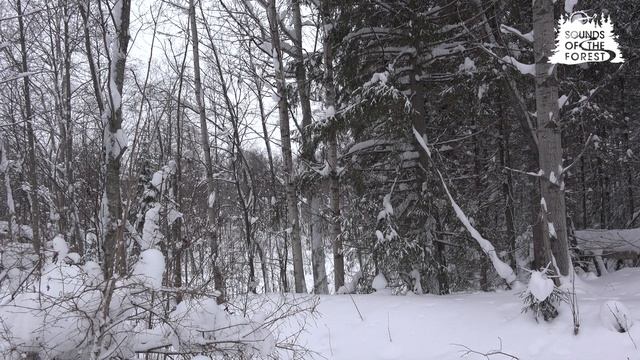 Звуки снежного леса, падающий снег, потрескивание деревьев
