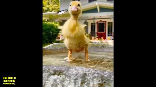 Очаровательные детеныши животных Видео Сборник Самые смешные и милые моменты про животных смотреть онлайн