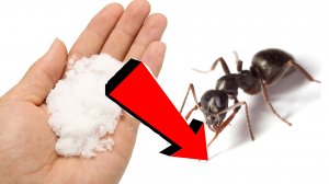 Как избавиться За 3 Секунды от Муравьев навсегда.!.!.!.!.!.