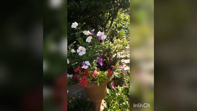 Подборка растений в вазоне: петунии ампельная Лавина и кустовая белая, комнатная традесканция. смотреть онлайн