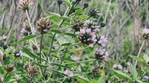 Почему все влюбляются в Тенерифе? Действительно волшебный Канарский остров?