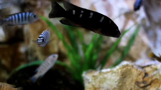 Расслабляющая музыка для снятия стресса и тревоги. Музыка для хорошего сна. смотреть онлайн