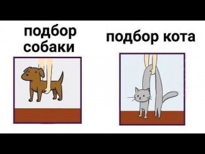 Лютые приколы. Поднять кота...