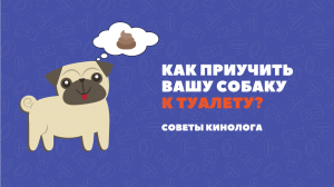 Как правильно приучить щенка к туалету?