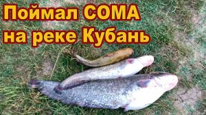 Поймал СОМА на реке Кубань // Сом 2024 /// Рыбалка на Кубани 2024 /// Выпуск № 40