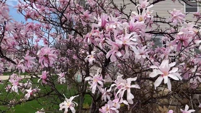 Leonard Messel Magnolia | Plant Highlight 2022 (Illinois Zone 5 Garden Tour) смотреть онлайн