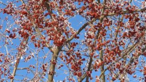 Зимние пейзажи под красивую музыку, природа зимой, Beautiful winter landscapes