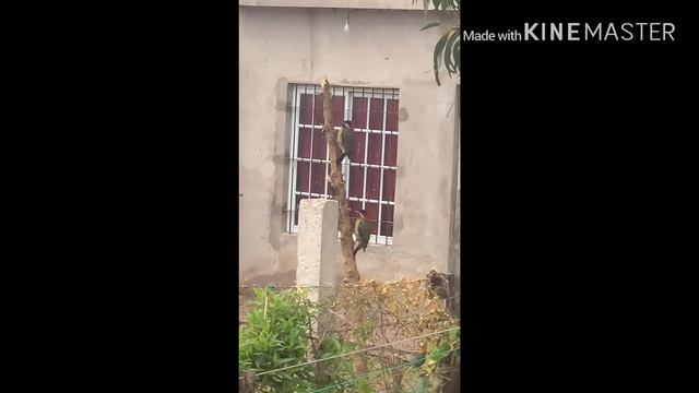 Дятлы красноголовые смотреть онлайн