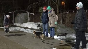 ДТ-103. Консультация по встрече щенка корги.