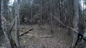 Работа русских гончих по зайцу