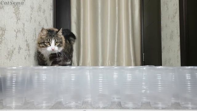 ЧЕЛЛЕНДЖ СО СТАКАНАМИ | Сможет ли кот пройти? смотреть онлайн