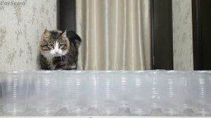 ЧЕЛЛЕНДЖ СО СТАКАНАМИ | Сможет ли кот пройти?