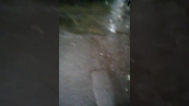 Шооооооок!!!!!!меня укусила собака смотреть онлайн