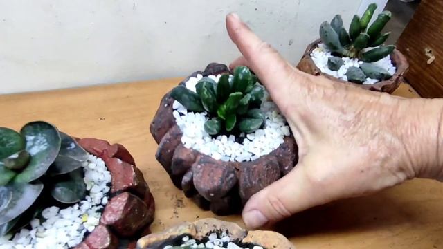 Суккуленты в артбетоне - настоящее искусство, уникальный артобъект. Наслаждение формой.