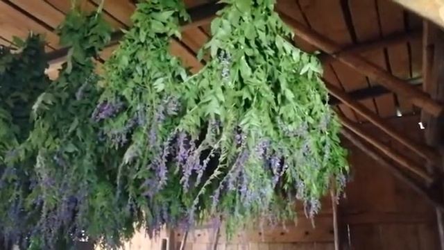 Заготавливаем лекарственные травы - Галега лекарственная (козлятник) смотреть онлайн