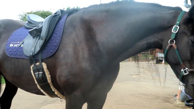 Stable Tour. Тур по нашей НОВОЙ конюшне смотреть онлайн