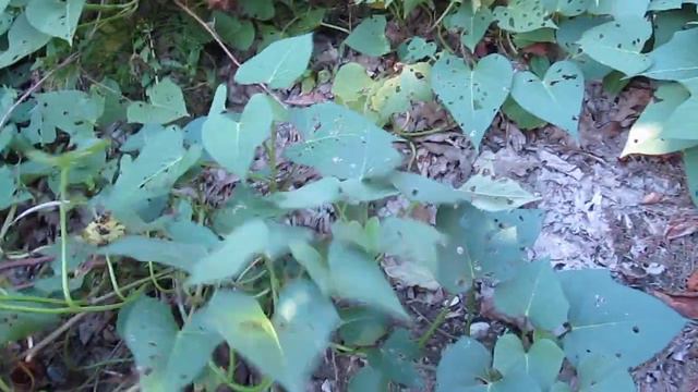 Выращивание батата смотреть онлайн