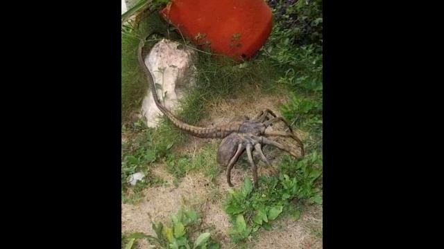 Плоскоухий членистоногий когтеступ - смотреть видео онлайн от «Сделай ...