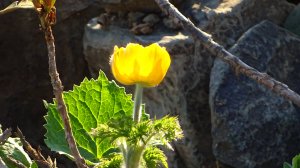 Сочинский Дендрарий. Удивительный мир в городе.
