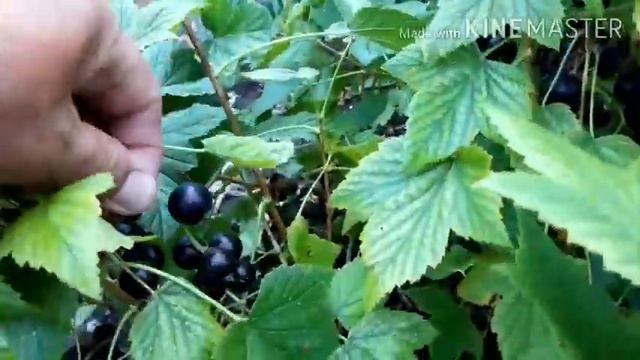 #смородина #ядреная Черная смородина Ядреная..Самая крупная смородина.Сорта.