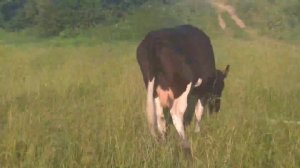 Корова в охоте/ свиданье с быком/ корова скровила