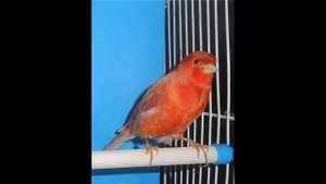 Муаровый кенор после затяжной линьки