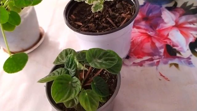 КОМНАТНЫЙ ЦВЕТНИК. ЦВЕТОЧНЫЕ НОВОСТИ. МОИ НОВИНКИ смотреть онлайн