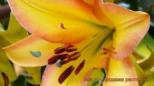 Лилия от-гибрид Райзинг Мун ? обзор: как сажать, луковицы лилии Райзинг Мун