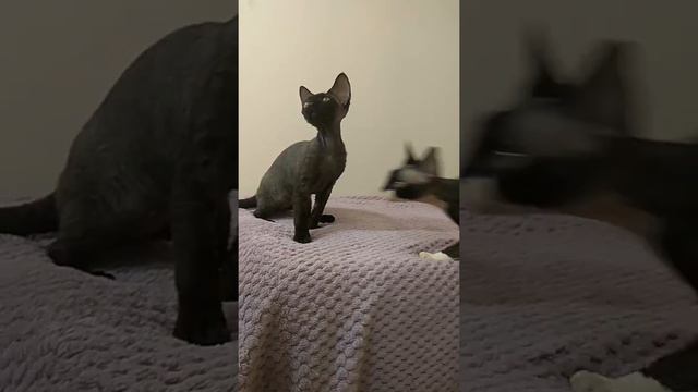 Николь и Нелли смотреть онлайн