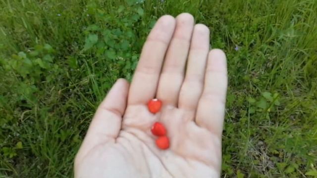 НА ДАЧЕ С ДЕДОМ 🏡 ЖИВОТНЫЙ МИР НАШЕЙ ДАЧИ 🦔🐸ЛЕСНАЯ ЗЕМЛЯНИКА🍓ДАЧНЫЕ ВЕЧЕРА И ПЛЕСКАНИЕ В БАССЕЙНЕ 🌊 смотреть онлайн