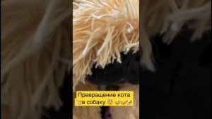 Превращение кота ? в собаку ? #юмор #смешно #видео #shorts