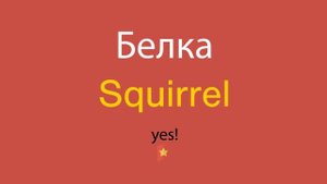 Белка по-английски