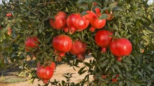 Какие плодовые субтропические растения можно вырастить в квартире?