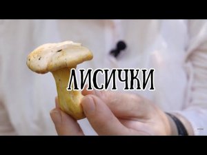 Лисички // По грибы