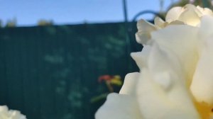 13-14.08.22 Дача.Цветение восточных Лилий Accolade и Soft Music