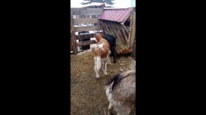 Коза в шоке! Первая прогулка телят.