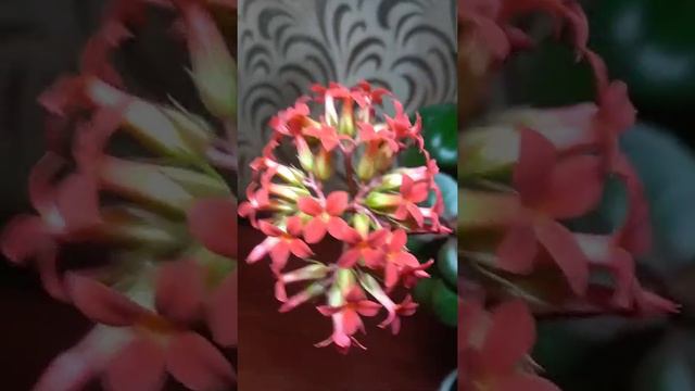 Каланхоэ