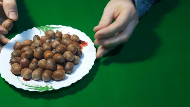 Желуди Красного дуба для самостоятельного проращивания