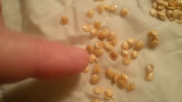 Перчик проклюнулся через два дня. смотреть онлайн