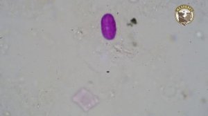 Мёд из Калужской области Пыльцевой анализ